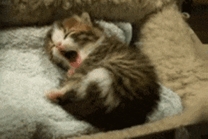 Image result for sleeping cat gif