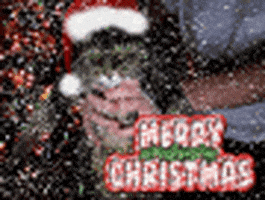 christmas picture gif find share on giphy christmas picture gif find share on giphy