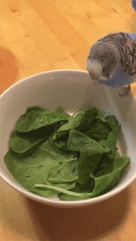 Spinach GIFs - Find & Share on GIPHY