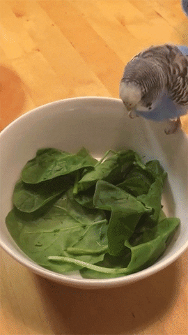 Spinach GIF - Find & Share on GIPHY