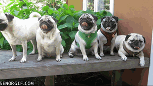 Cheezburger dog pugs leadership
