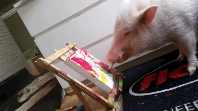 A pig painting with bright colours