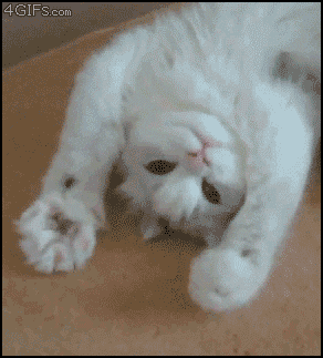 Cat kneading upside down