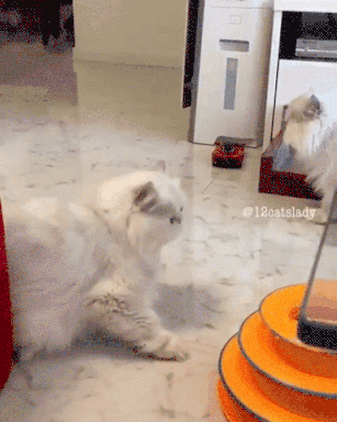 6 Fluffy Cats Startled by a Toy Car Funny Cute Lol