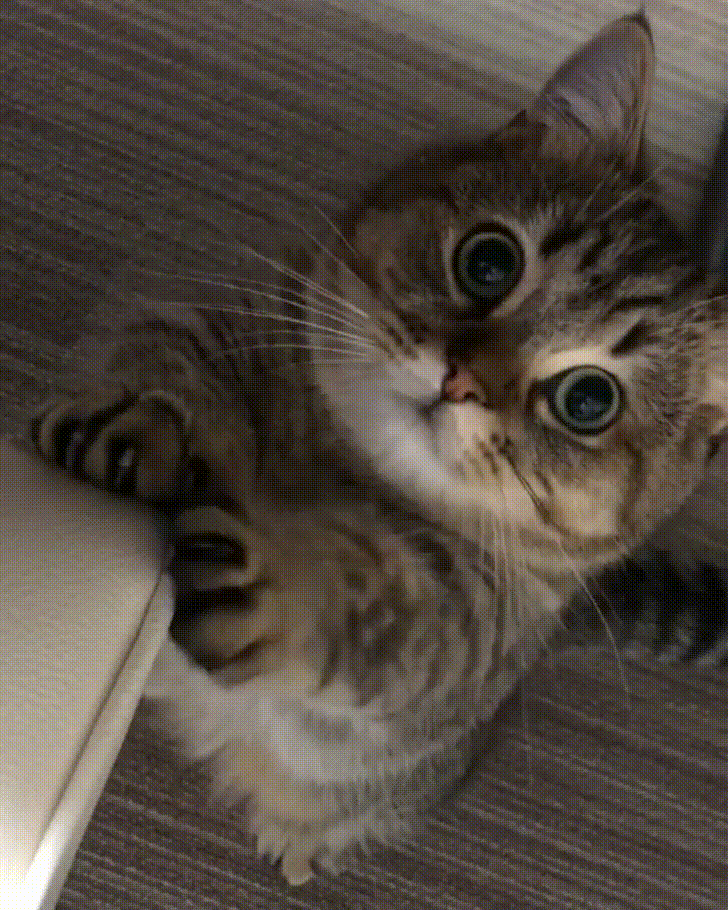 giphy.gif