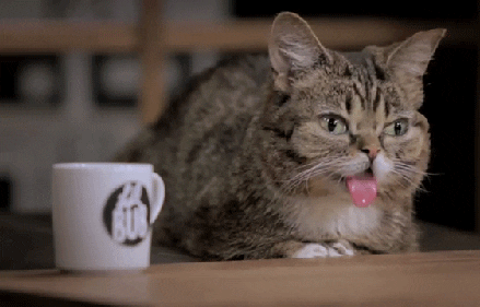 Internet Cat Video Festival GIF - Find & Share on GIPHY