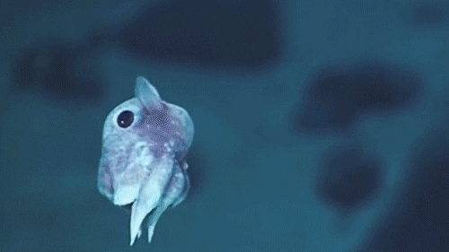 ocean octopus dumbo sea creature
