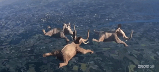 Skydiving Elephants