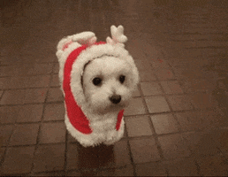 Cute Dog GIFs - Find &amp; Share on GIPHY