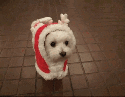 Animated GIF of a dog in a santa outfit
