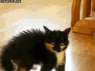 Scared Scaredy Cat GIF by Cheezburger