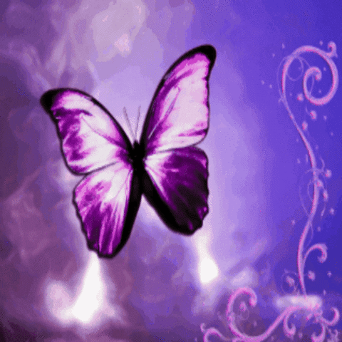 purple butterfly gif