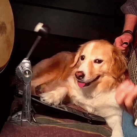 Dog Band GIF - Find & Share on GIPHY