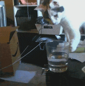animals being jerks floor thirsty animated GIF