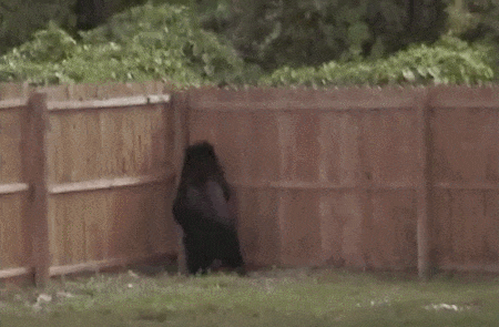 Bear Climbing GIF - Find & Share on GIPHY