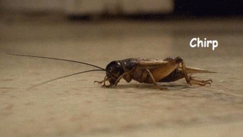 Image result for crickets gif