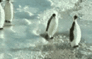Image result for penguins preening gif