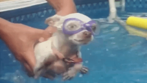 19 adorable puppers swimming in mid air because they think theyre in the water Animated GIF - Find & Share on GIPHY