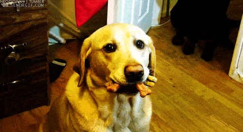 Gif of a dog with several treats in his mouth