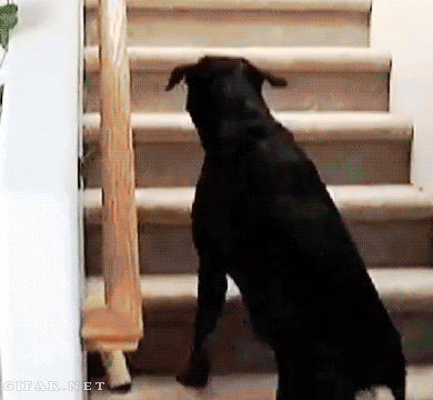 You shall not pass in dog gifs