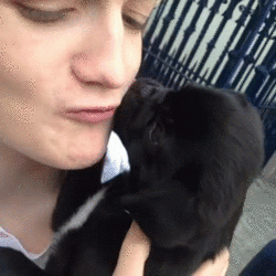 Gif of puppy kissing owner