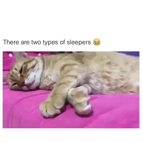 Types Of Sleepers in animals gifs