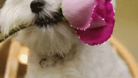 Cute doggy best Gif