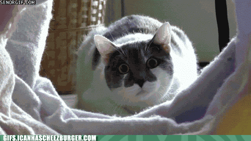 now loading gif cat