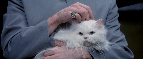 Austin Powers Cat GIF - Find & Share on GIPHY