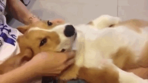 dog massage animated GIF