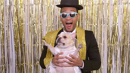 Αποτέλεσμα εικόνας για celebrity dog gif