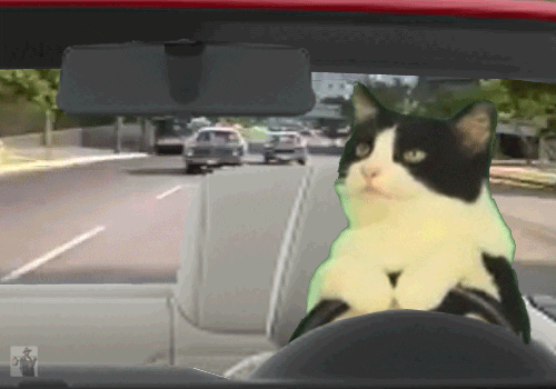 Bad Cat Wtf GIF - Find & Share on GIPHY