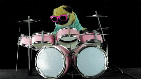 Drums Pug GIF - Find & Share on GIPHY