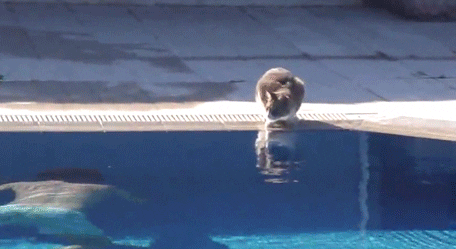 https://media.giphy.com/media/11hET67yd6DJAc/giphy.gif