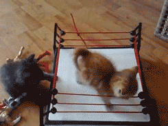 Wrestling Kitty GIF - Find & Share on GIPHY