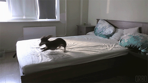 Loop Bed GIF - Find & Share on GIPHY