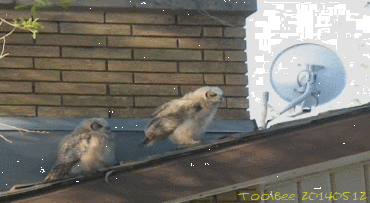 https://media.giphy.com/media/11ltxTqOWwDyqA/giphy.gif
