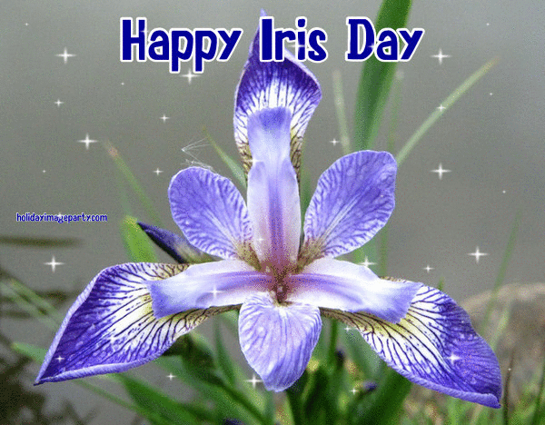 Image result for Iris Day gif