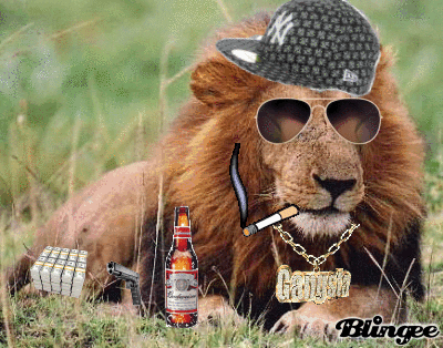 Image result for lion with glasses gif