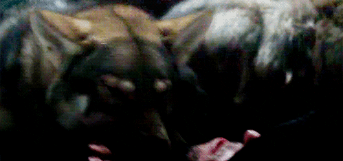 Game Of Thrones Direwolf GIF - Find & Share on GIPHY