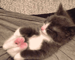 cat cute animal kitten bed