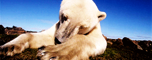 White-Bear GIFs - Find & Share on GIPHY