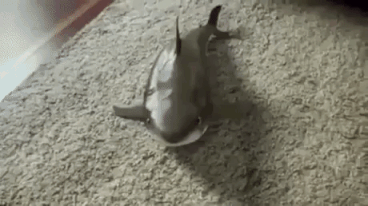 Trained Shark Pup in funny gifs
