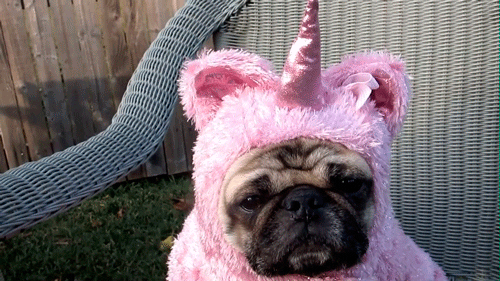 Dog Costume GIF - Find & Share on GIPHY