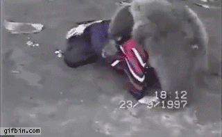 giphy.gif
