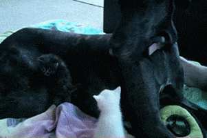 Great dane sex gifs