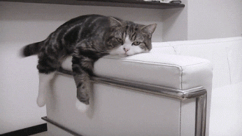 Lazy Cat GIF - Find & Share on GIPHY