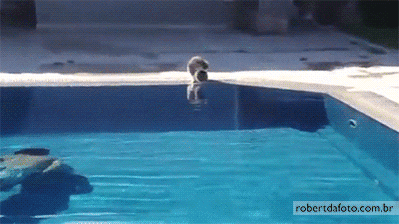 cat animals fail pool prank