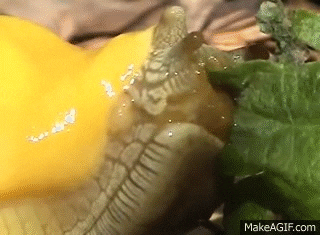 Banana GIF - Find & Share on GIPHY