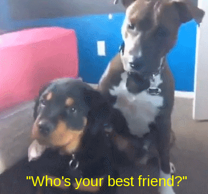 Who's your best friend? - dogs